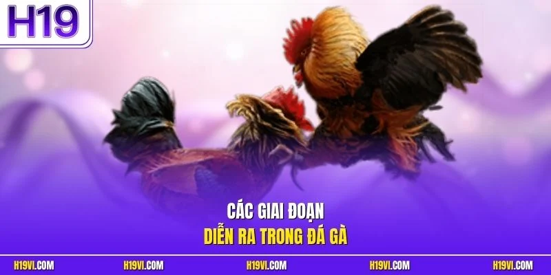 Các giai đoạn diễn ra trong đá gà 